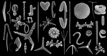 Monaxons, Triaxons, Tetraxons, Desmas, Polyaxons, Microscleres