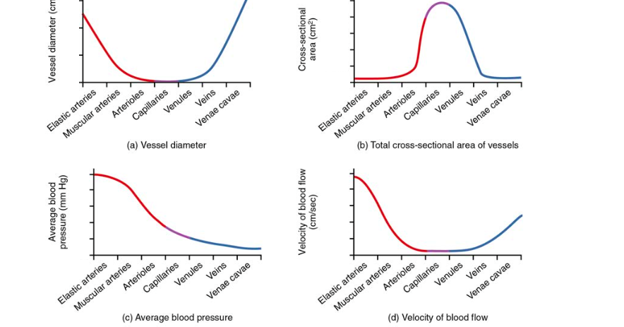 <p>arteries, arteroiles, capillaires, venules, veins, </p><p>pressures: increasing to decreasing order</p><p>cross sectional area: increasing to decreasing, capillaries have less velocity and resistance because large area and ensures blood flows to all parts-reaches more destinations</p><p>velocity: high velocity in large arteries and veins, arterioles, capillaries, venules have less because of more cross sectional area</p><p>vessel diameter: larger in arteries and veins and continues that way-even though arterioles and capillares, and venules are constricted in diameter-they have more crosss sectoinal area so velcoity is less</p>