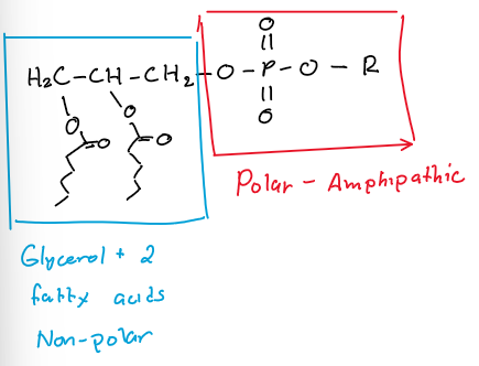 <p>Phosholipids contain two fatty acids bonds to a glycerol molecule, plus a phosphate group which is bonded to the third OH on glycerol.</p>