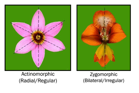 <p><em>Know all three terms for both types.</em></p>