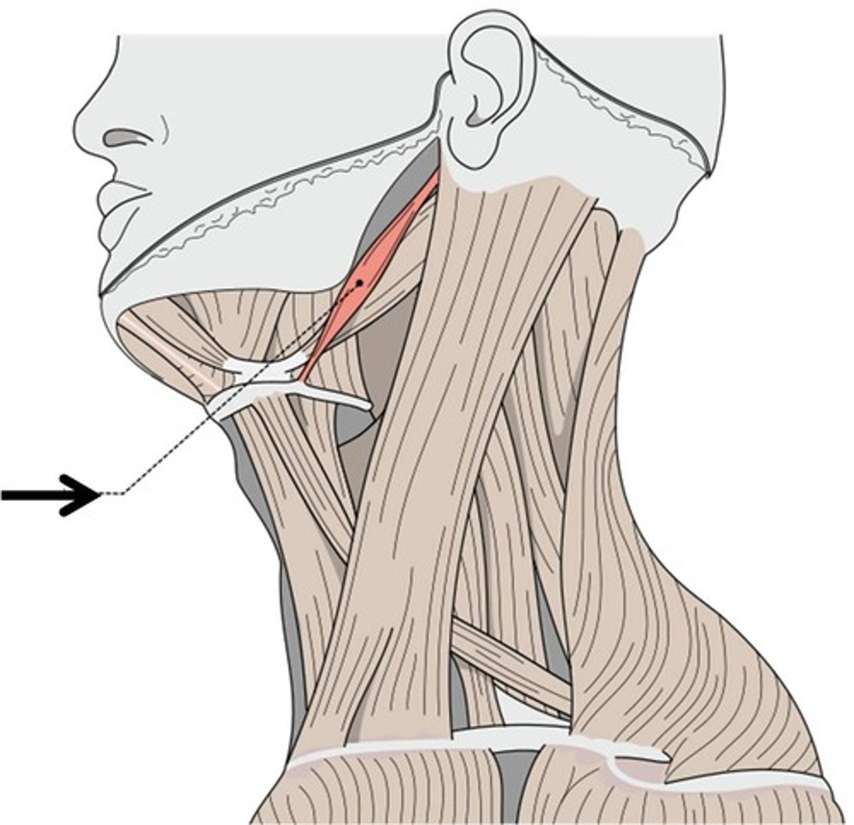 <p>Elevates and retracts hyoid bone</p>