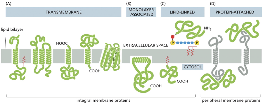 <p>Transmembrane </p><ul><li><p>extend through the bilayer and is amphiphatic </p></li><li><p><span>as a single α helix, as multiple α helices, or as a rolled-up β sheet (called a β barrel).</span></p></li><li><p><span>some can put most of their mass on just one side while others will put their mass on both sides</span></p></li></ul><p>Monolayer associated</p><p> </p><ul><li><p>anchored to the cytosolic half of the lipid bilayer by an amphiphatic alpha helix&nbsp;</p></li></ul><p>Lipid linked&nbsp;</p><ul><li><p>lie outside of the bilayer (either side)&nbsp;</p></li><li><p>attached to the membrane by one or more covalently attached lipid groups&nbsp;</p></li></ul><p>Protein Attached&nbsp;</p><ul><li><p>bound indirectly to one side of the membrane or the other&nbsp;</p></li><li><p>held in place by their weak non covalent interactions with other membrane proteins&nbsp;</p></li></ul><p></p>