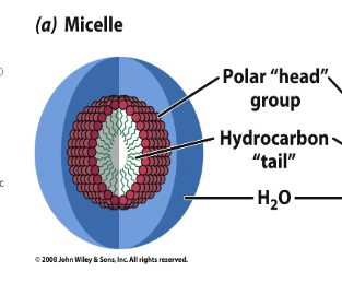 <p>An amphiphilic molecule with a polar head group and hydrocarbon tail being surrounded (caged) by water molecules, making the compound water soluble. </p>