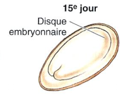<p>→ formation du disque embryonnaire</p>