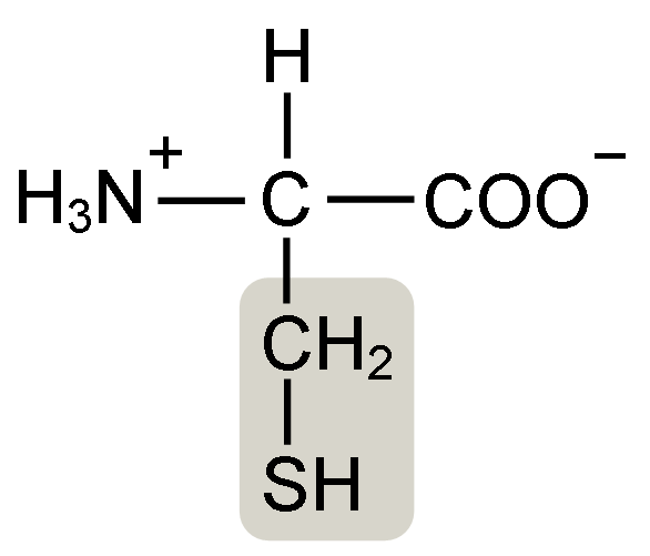 <p>Cys [C]; contains a sulfhydryl (-SH) group that can form a covalent disulfide bond</p>