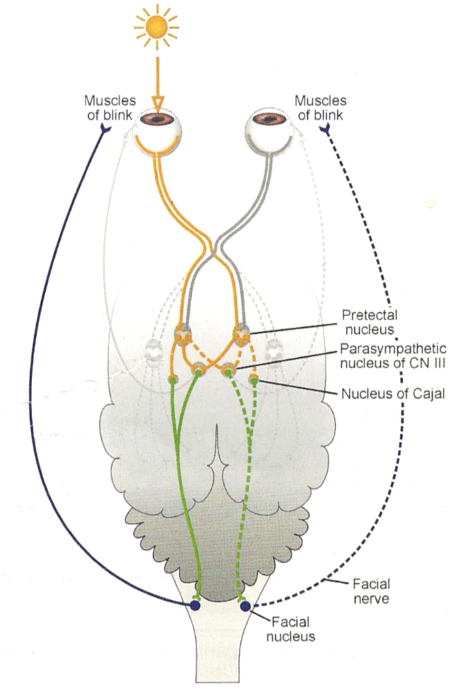 <p>Is very similar to the PLR test, but triggers FACIAL NERVE CN VII to produce a BLINK REFLEX</p><ul><li><p>Instead of Oculomotor nerve CN III, which is used for pupil constriction </p></li></ul><p></p><p>Should see BILATERAL blinking </p><ul><li><p>Light should be very bright for the reflex</p></li></ul><p></p>