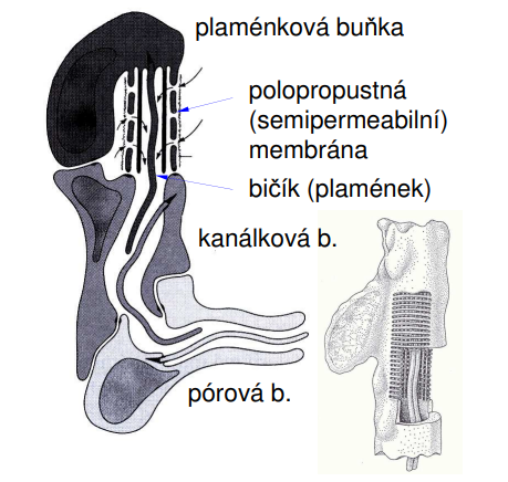 <p>1) plaménková buňka 2) semipermeabilní membrána 3) bičík (plamének) 4) kanálková buňka 5) pórová buňka</p>