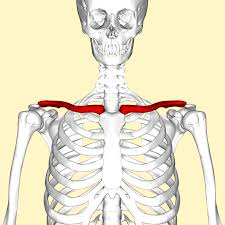 <p>Also known as collarbones. They are mildly S-shaped.</p><p>They act as insertion points for muscles, and also a brace too push arms laterally.</p><p>The curvature ensures that if there’s a fracture, it’s outward → away from the subclavian artery.</p>