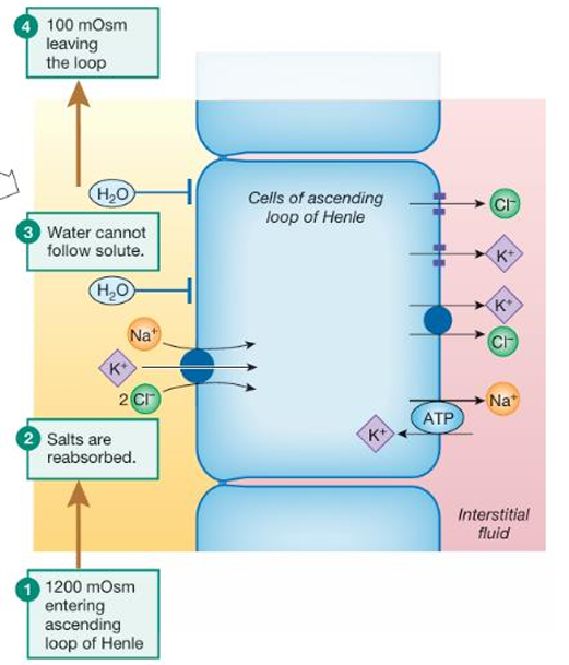 <p>The NKCC symporter uses the energy from the Na⁺ concentration gradient to transport Na⁺, K⁺, and 2 Cl⁻ ions from the tubule lumen into epithelial cells of the ascending limb. On the basolateral side, the Na⁺-K⁺-ATPase pumps Na⁺ out of the cells, while K⁺ and Cl⁻ exit through cotransport proteins or channels. </p>