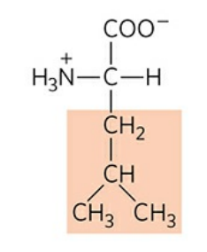 <p>Abbreviation: Leu, L</p><p>Hydrophobic (Nonpolar)</p>