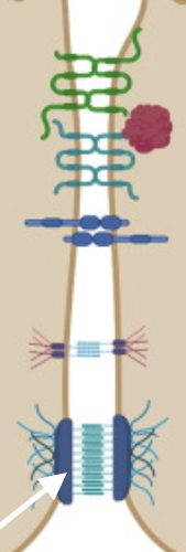 Anchor adjacent cells together-confer stability to cell layers (cell adhesion cells)

Present in skin, cardiac muscle, uterus - where integrity of layers important

Major structural elements of these are plaque, glycoproteins filaments extracellularly, and intermediate filament scaffolding

An adhering junction between two adjacent but non touching cells formed by the extension of filaments between the cells’ plasma membranes; most abundant in tissues that are subject to considerable stretching