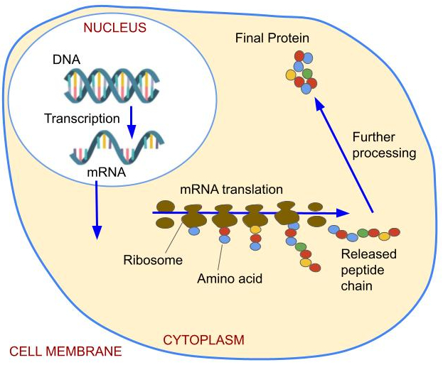 <p>The free floating bases bond to each other and form an mRNA (messenger RNA). The mRNA transcribes the DNA information.</p>