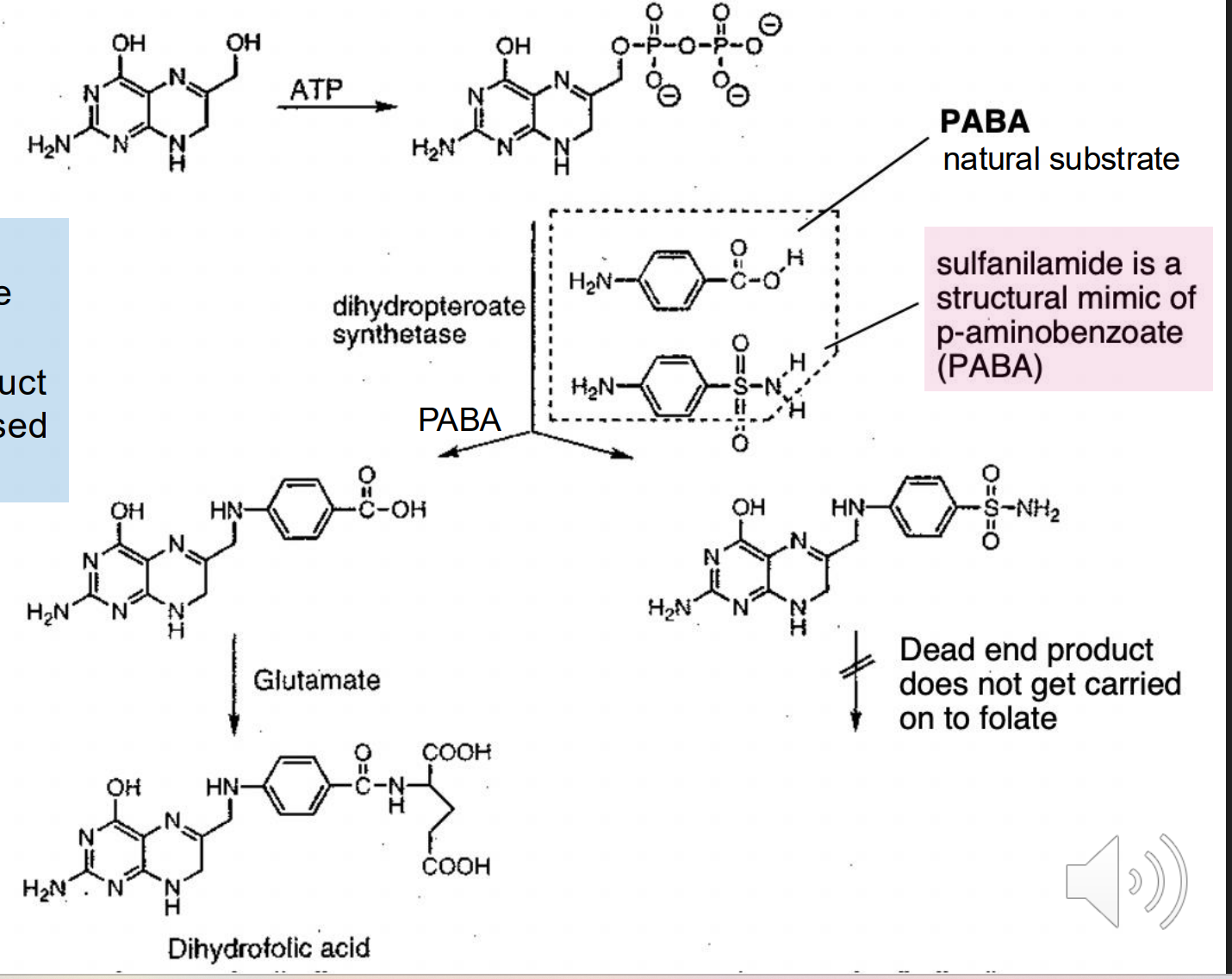 <p>A red dye that was discovered that protects mice from death by steptococcus </p><ul><li><p>Converted to Sulfanilamide </p></li><li><p>Would not have been discovered if screened against bacterial cultures in vitro → No mouse to convert the molecule to sulfanilamide </p></li></ul><p>Sulfanilamide is an alternative substrate in folic acid biosynthesis (mimics PABA which leads to cell death) </p><ul><li><p>Insoluble in water so must be injected </p><ul><li><p>“Elixir of Sulfinaliamide” led to creation of more restrictive FDA</p></li></ul></li></ul><p></p>