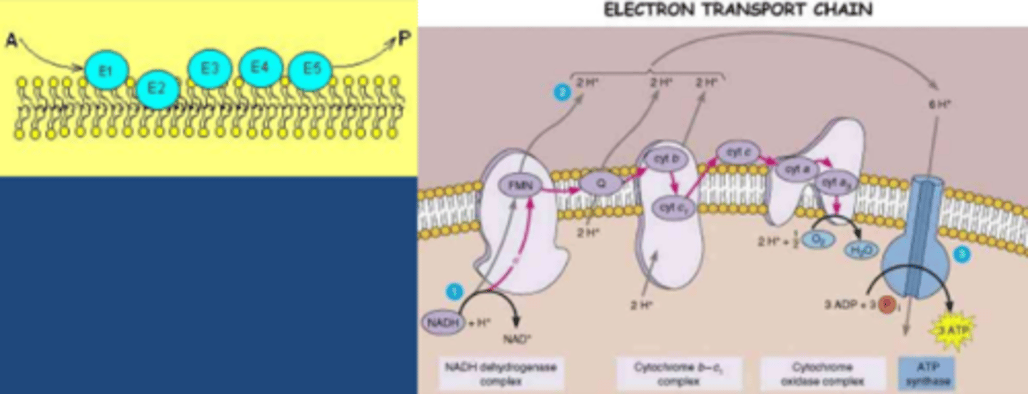 Biochemistry Yr2 Enzyme Activity Regulation Quizlet Flashcards Knowt
