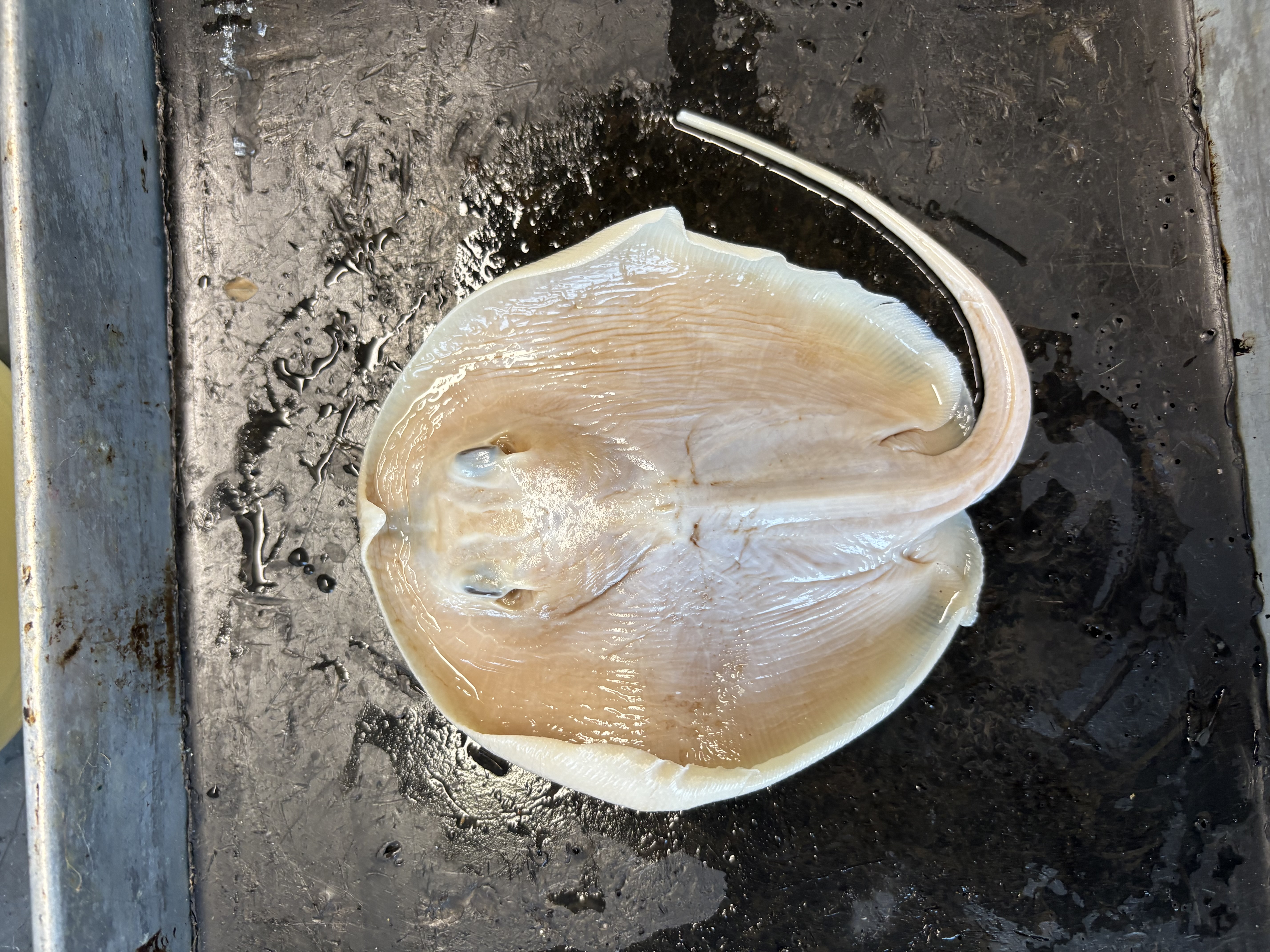 <p>name the class, subclass, and common name of this organism</p>