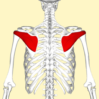 <p><strong>Action</strong>: Rotate at shoulder laterally</p><p></p>