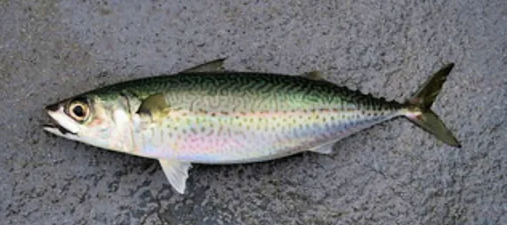 <p>Faint ot dark wavy oblique lines that break around the dusky spot (where it switches from dark blue to silver)</p><p>Blue dorsally that fades into silver</p><p>eyes with adipose lids are relatively large</p><p>Two small keels at caudal base</p><p>dorsal fins are about equal to dorsal fin base</p>