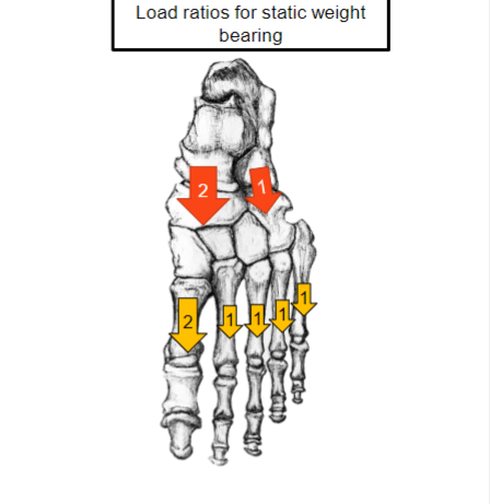 <p>In this image is there more force on the medial or lateral position of the foot</p>
