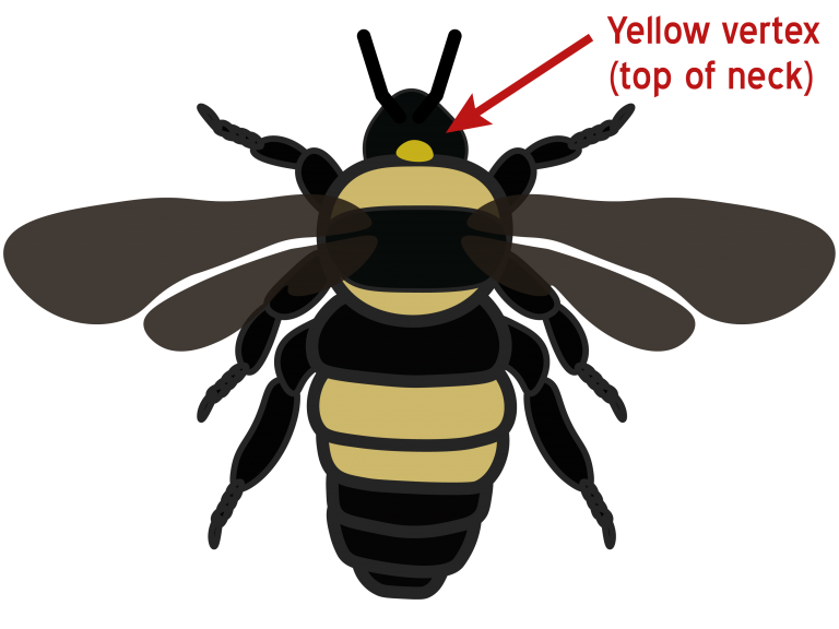 <p>forehead (between ocelli and thorax)</p><p>coloration differs between species </p>