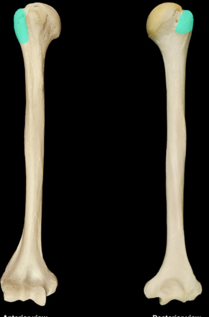 <p>what part of the humerus is this </p>