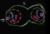 <p>In the _____ of mitosis, the nuclear envelopes start to form around each pair of chromosomes</p>