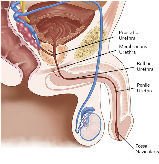 <p>the longest segment of the male urethra; AKA penile urethra; extends from the membranous urethra to the external urethral orifice and is entirely contained within the corpus spongiosum of the penis</p>