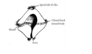 <p>a trochophore larvae; a free-swimming larva characterized by two bands of cilia surrounding a top like body.</p>