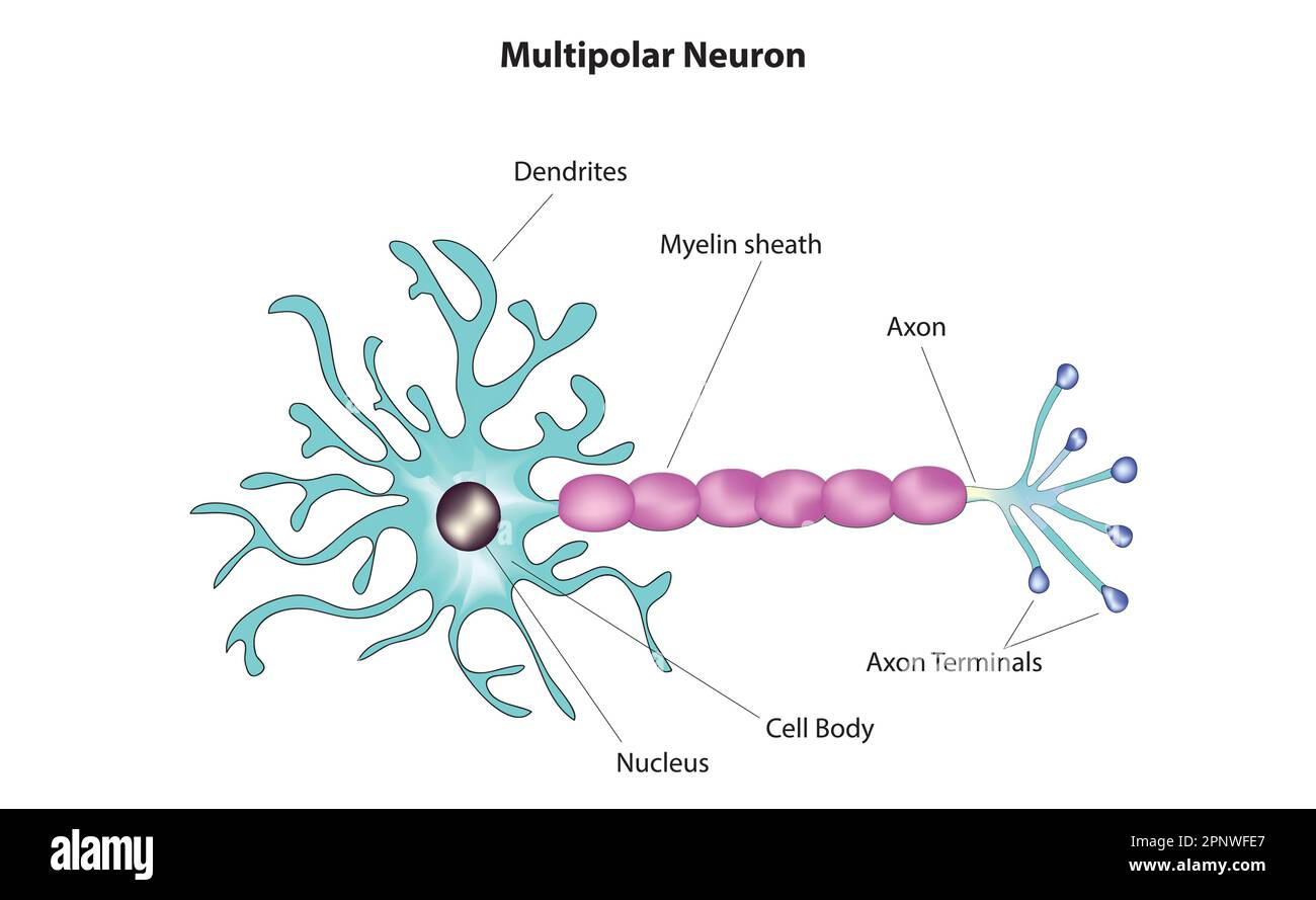 <p>multipolar neurons</p>