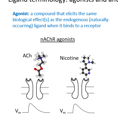 <p>A compound that elicits the same biological effect(s) as the endogenous (naturally-occurring) ligand when it binds to a receptor</p>