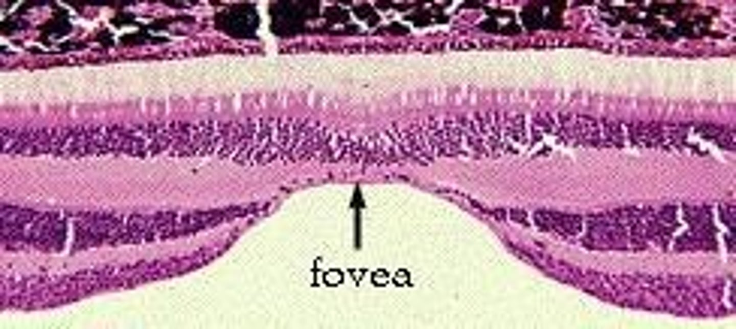 <p>The macula lutea is a yellowish spot on the retina that contains a high concentration of photoreceptors, providing sharp central vision.</p>