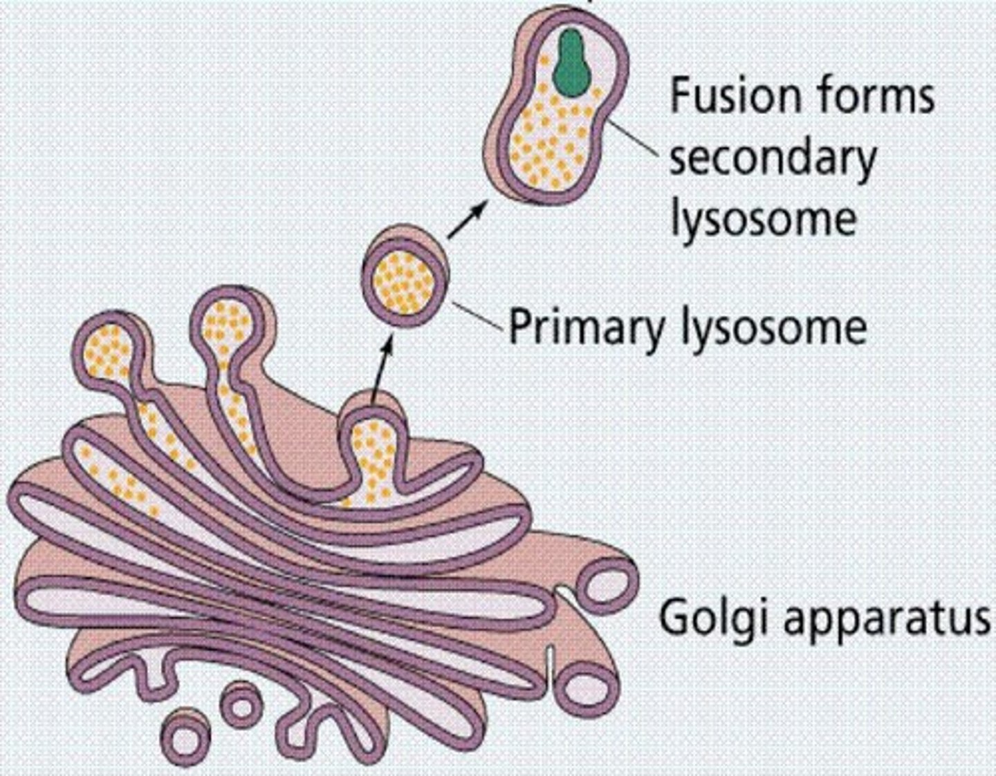 <p>Organelle packaging proteins and fats from ER.</p>