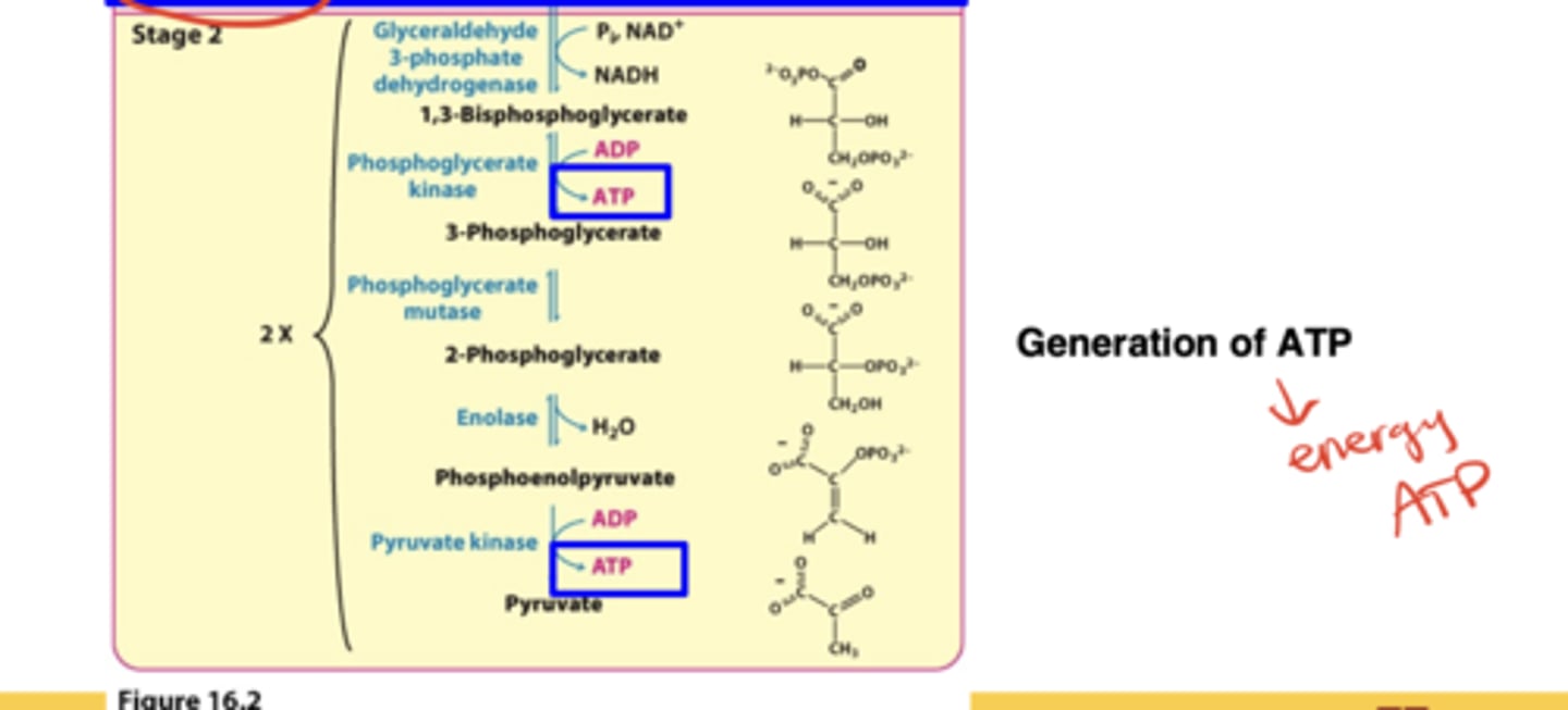 <p>Oxidation of the 3-carbon fragments to pyruvate and harvesting of ATP (net +2 ATP)</p>
