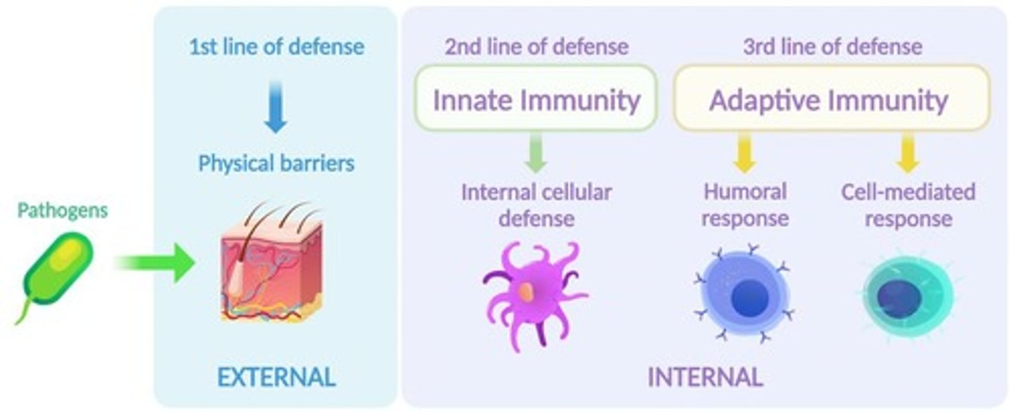 <p>An organism's defense system against pathogens.</p>