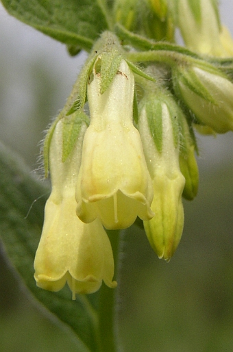 <p><em>Boraginaceae -</em> brutnákovité</p><p><em>Symphytum tuberosum -</em> kostival hlíznatý</p>