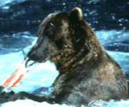<p>Brown Bear</p>