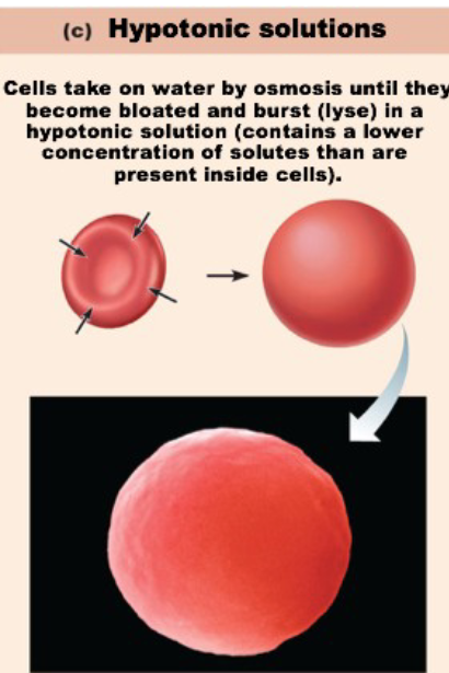 <ul><li><p>have a lower concentration of solutes than inside the cell</p></li><li><p>Water moves into the cell</p></li><li><p>Cell will ”swell up” until they burst (lyse)</p></li><li><p>Ex: distilled water</p></li></ul><p></p>