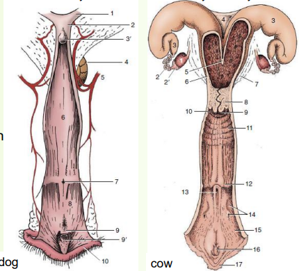 <p>» Urethral opening – features nearby can complicate bladder catheterisation</p><p>• E.g. suburethral diverticulum in pig and cow</p><p>• E.g. flanked by two grooves in dog</p><p></p><p>» Vestibular glands</p><p>• Varies - small and numerous openings in dogs, large bilateral (on both sides) glandular mass each drained by single duct in cows</p><p>• Lubricate vestibule during copulation and parturition (birth)</p>