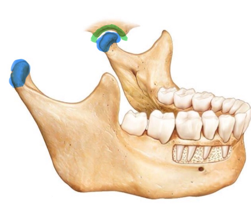 <p>Temporomandibular joint </p>