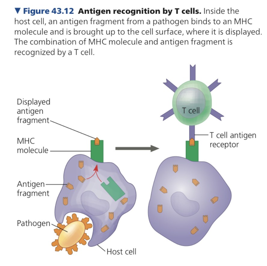 **T Cells**

* Bind to fragments of antigens that are displayed on a host cell’s surface
* **Major _______ complex (MHC) molecule**
  * Host protein that displays antigen fragment on cell surface
  * Essential for antigen recognition by T cells
* Display of protein antigens
  * Occurs when
    * a pathogen infects a cell of animal host
    * Immune cell engulfs pathogen proteins/whole pathogen
  * Inside animal cell
    * ____ cleave antigen into antigen fragments binds to MHC molecule