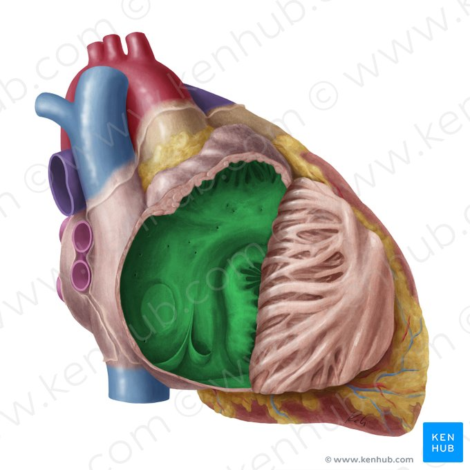 <p>Chamber of the heart that receives deoxygenated blood and pumps it into right ventricle.</p>