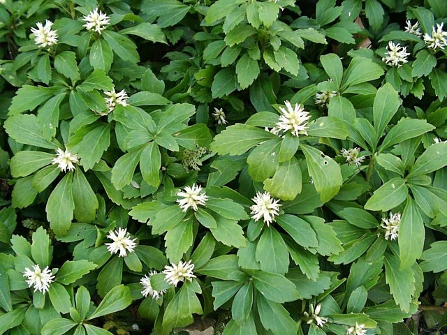 <p><span>Evergreen groundcover with glossy green leaves and small white flowers. Used as groundcover in shaded areas.</span></p>