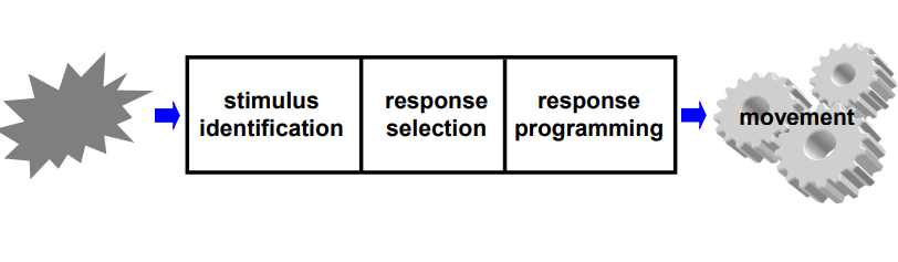 <p>Stimulus identification > Response selection > Response programming</p><p></p><p>The executive (brain) sends a signal to the effector (muscles) which carries out the movement</p>