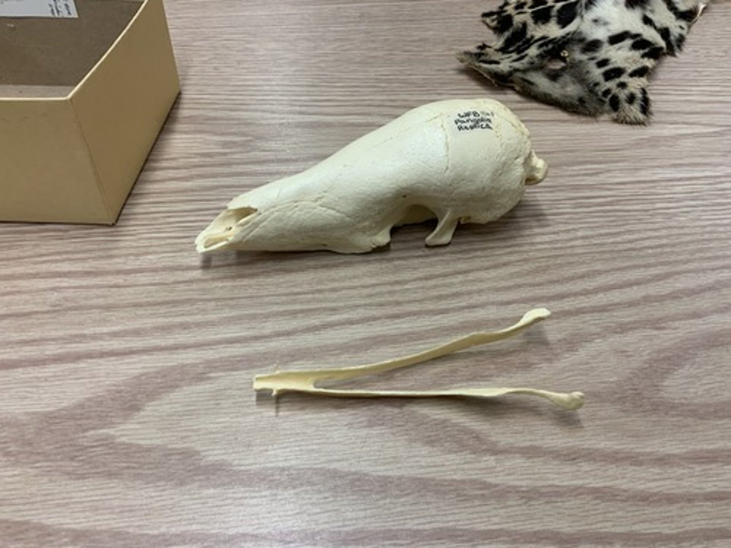 <p>Family, Order, Infraclass, Subclass</p>