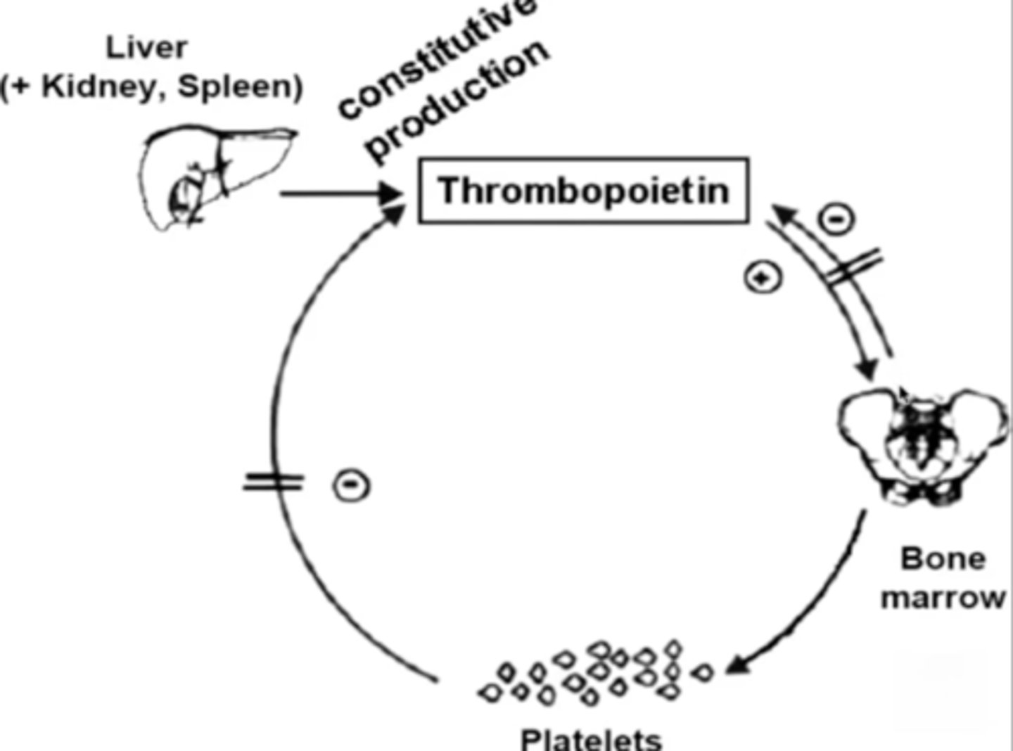 <p>Thrombopoietin; stimulates platelet production</p>