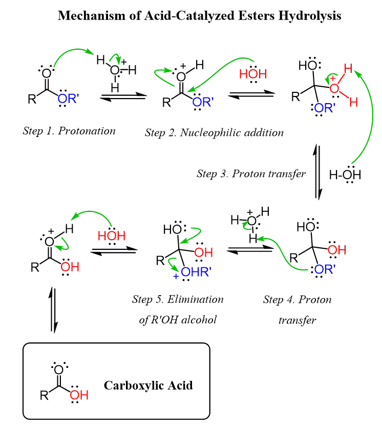 <p>The <strong>amino group slows down ester hydrolysis</strong>:</p><ul><li><p>The<mark data-color="yellow" style="background-color: yellow; color: inherit;"> –NH₂ group is electron-donating</mark> by <mark data-color="green" style="background-color: green; color: inherit;">resonance</mark></p></li><li><p>It <mark data-color="green" style="background-color: green; color: inherit;">donates electron density</mark> into the aromatic ring and toward the <mark data-color="yellow" style="background-color: yellow; color: inherit;">ester carbonyl</mark>, making the carbonyl carbon <u>less electrophilic</u></p></li><li><p>A less electrophilic carbonyl is <strong>less susceptible to nucleophilic attack</strong></p></li></ul><p></p>