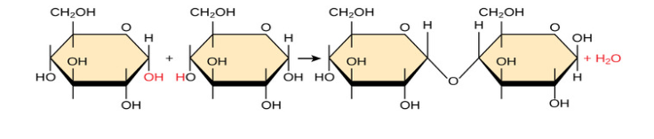 <p>Name this chemical reaction.</p>