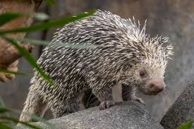 <p>Mammalia, Rodentia, Erethizontidae</p><p>Erethizon dorsatum</p>