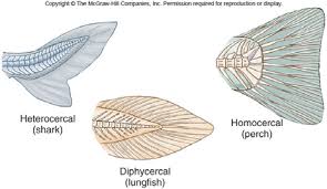 <p><span style="line-height: 115%;"><span>Symmetrical internally and externally, vertebral column extends to the tip; seen in lungfishes and coelacanths.</span></span></p>