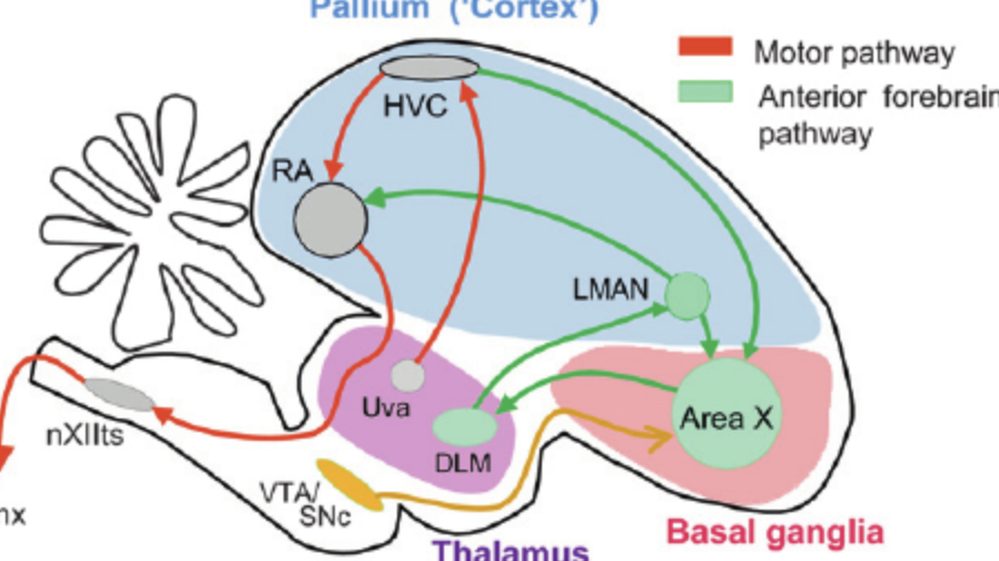 <p>Efferent pathway:</p><ul><li><p>High vocal centre (HVC), Robust archistraitum (RA), hypoglossal nucleus (XIII) are <u>larger</u> in <u>males</u></p></li><li><p>HVC has a broader dendrite tree in males</p></li><li><p>More cells with steroid receptors</p></li></ul><p>Recursive loop:</p><ul><li><p>LMAN larger in males</p></li><li><p>More LMAN neurons project to RA</p></li></ul><p></p>