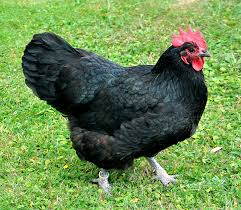 <p>Australorp (Layer/Dual)</p>